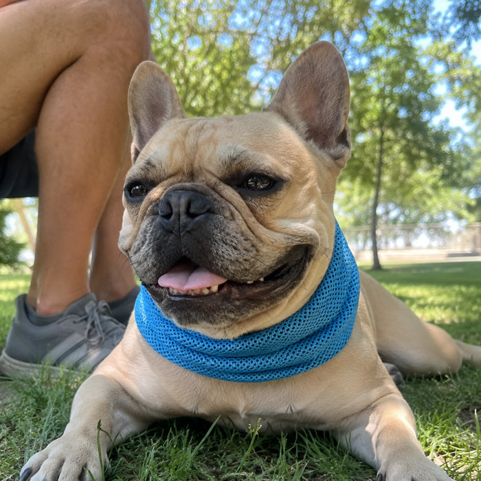 FreshPaw™ Cooling Bandana 2