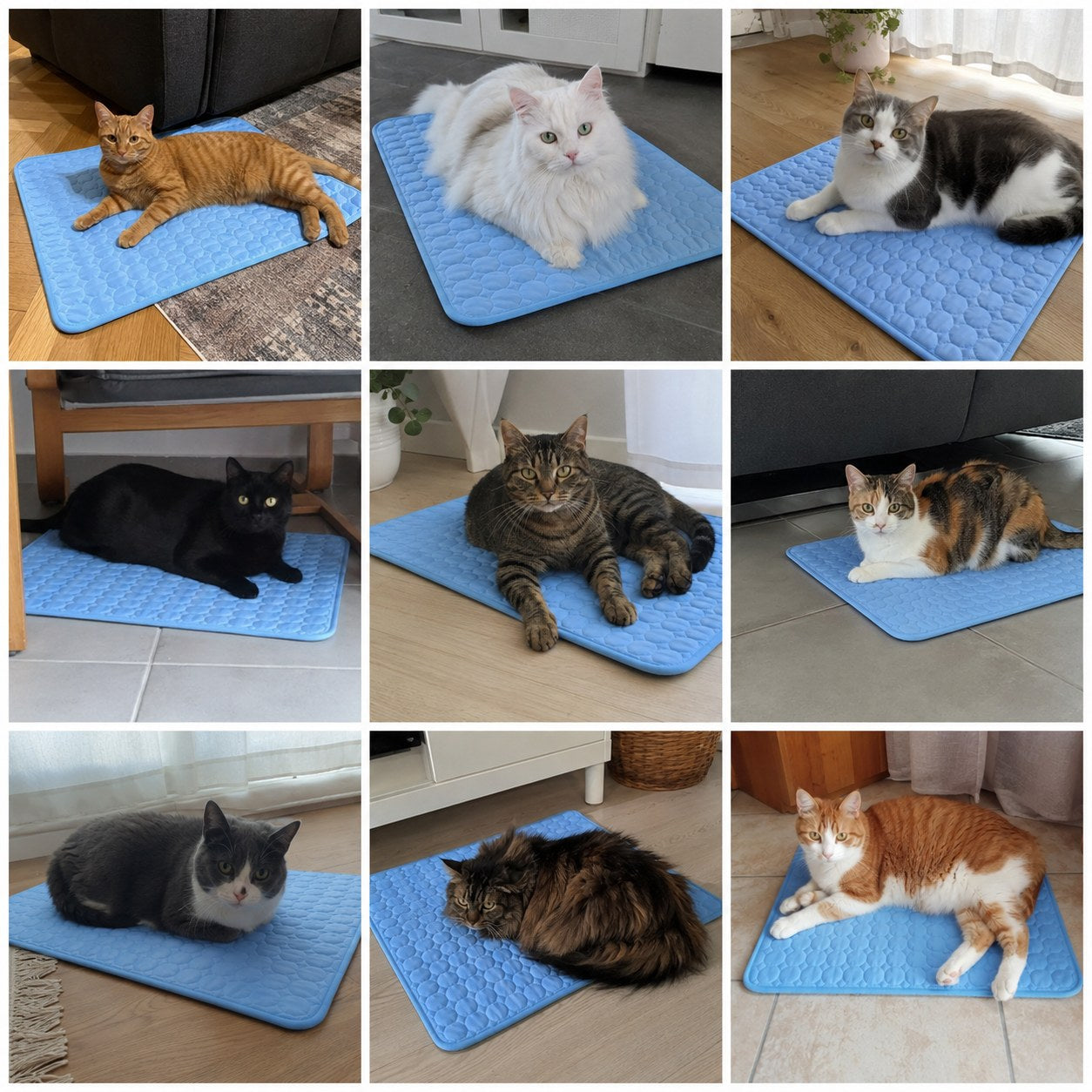 50,000+ pet parents. And a guarantee built for cats.